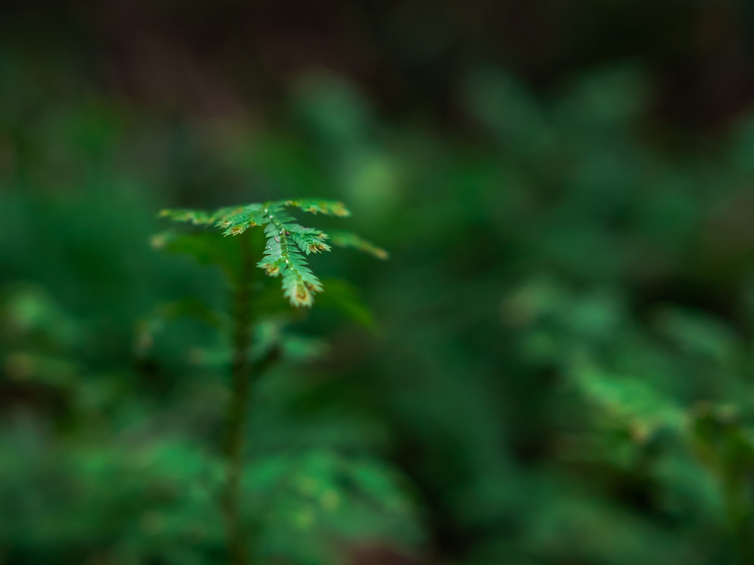 Restauração Florestal Em Larga Escala Na Amazônia: O Potencial da Vegetação Secundária