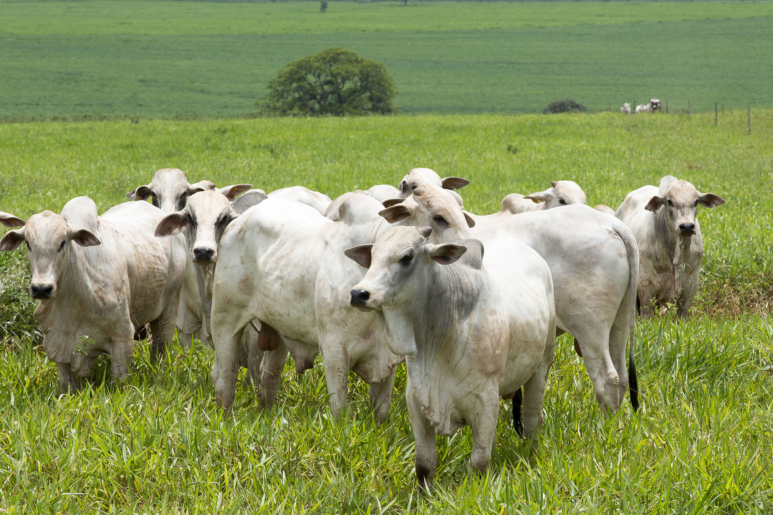 Increasing Cattle Productivity in The Amazon Requires New Technologies