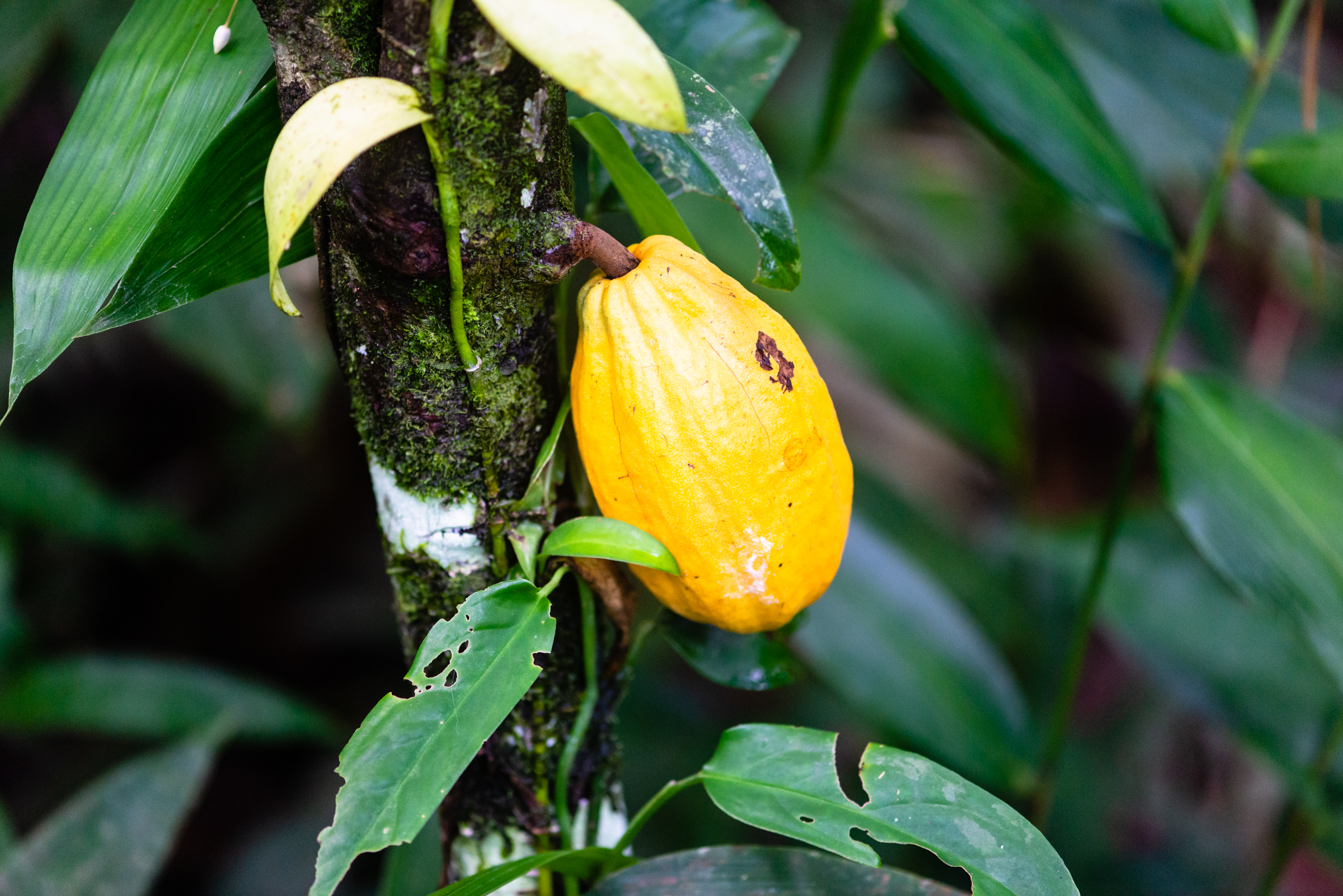 Cacau Fino ou Commodity: Opções para a Amazônia