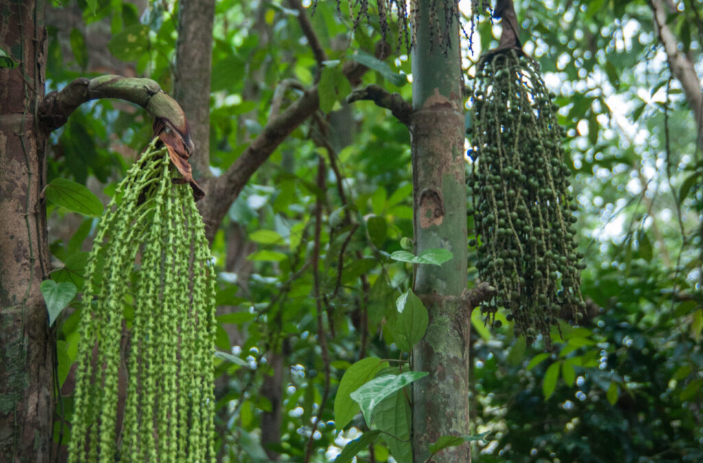 Bioeconomia na Amazônia: Análise Conceitual, Regulatória e Institucional