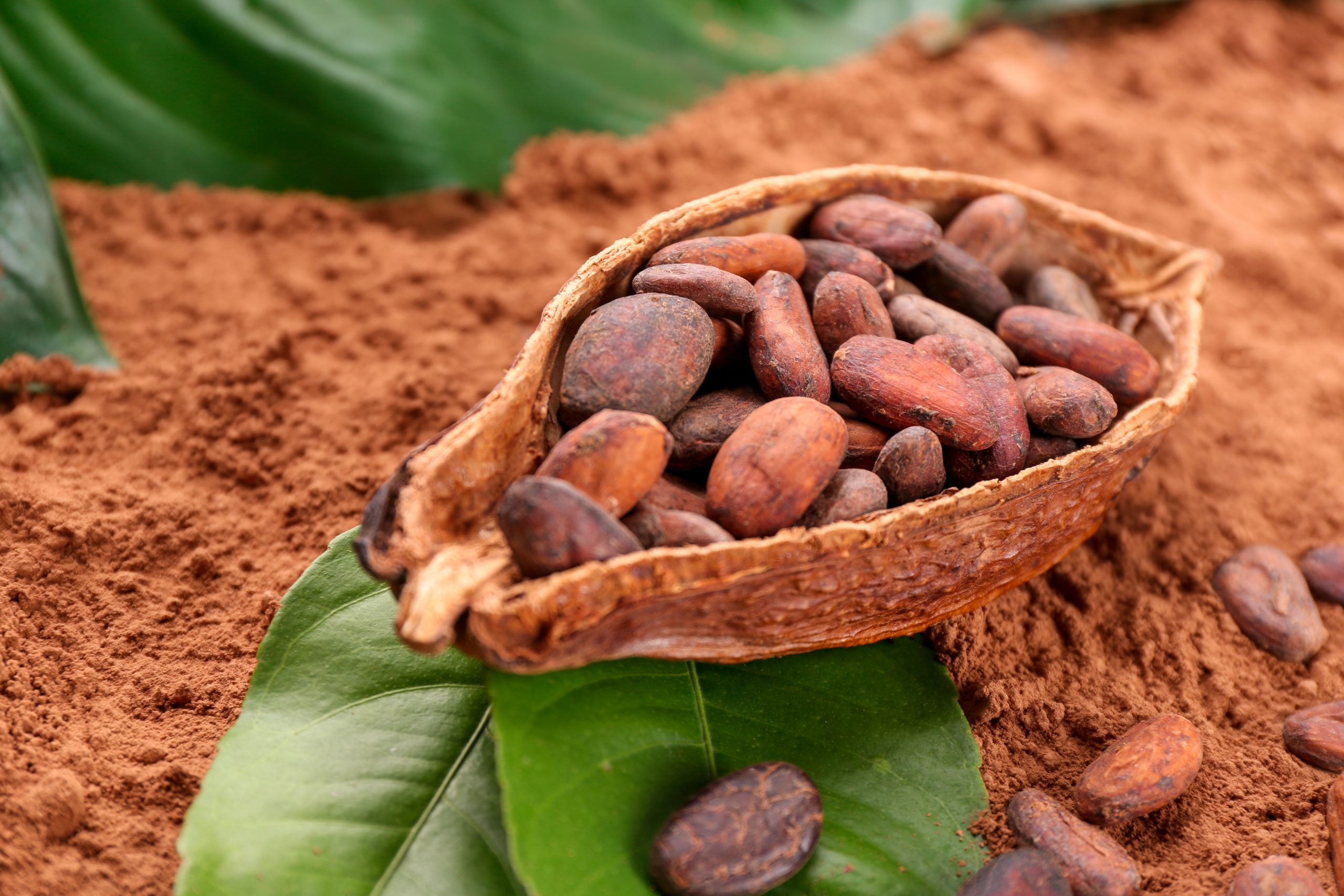 Oportunidades Para Aprimoramento da Cacauicultura na Amazônia Brasileira