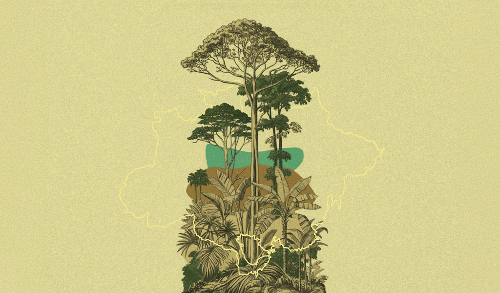 Restauração Florestal na Amazônia: Qual é o Papel das Políticas Públicas Estaduais?