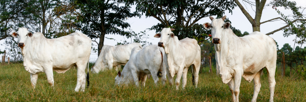 Lessons From The Expansion of Cattle Ranching in Brazil (2000–2023) For Sustainable And Efficient Production